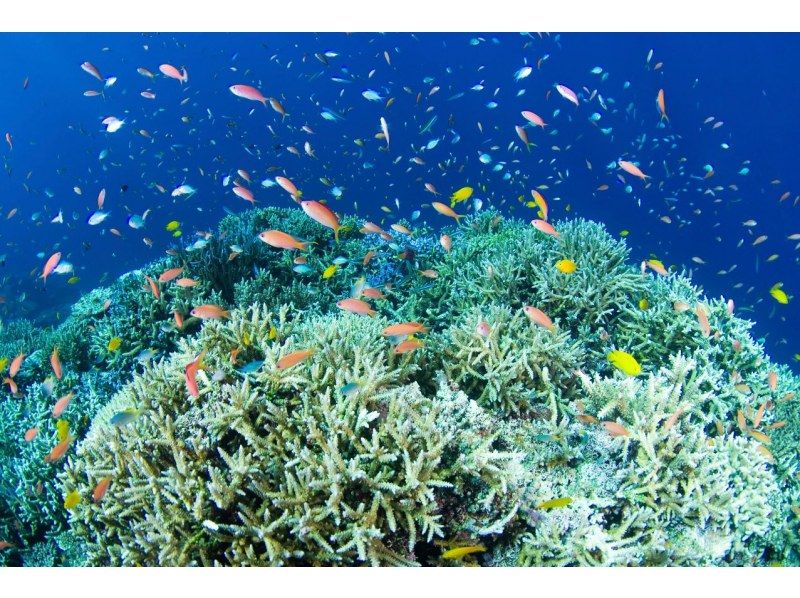 [Okinawa, Ishigaki Island] Limited to 6 people! Departing from Kabira Bay! Just 10 minutes by boat to the spot! Try to see manta rays and sea turtles! You can also see lots of tropical fishの紹介画像