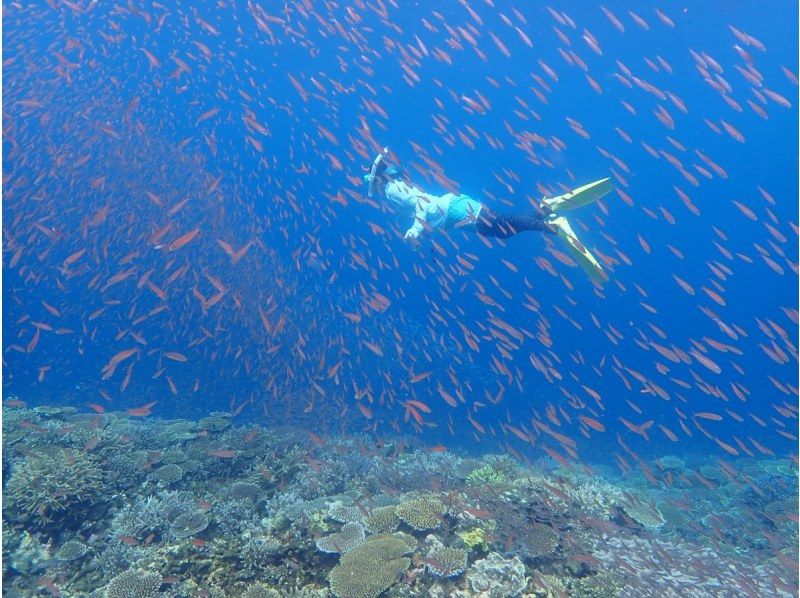 [Okinawa, Ishigaki Island] Limited to 6 people! Departing from Kabira Bay! Just 10 minutes by boat to the spot! Try to see manta rays and sea turtles! You can also see lots of tropical fishの紹介画像
