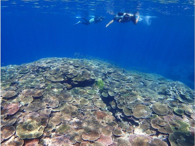 [Okinawa, Ishigaki Island] Limited to 6 people! Departing from Kabira Bay! Just 10 minutes by boat to the spot! Try to see manta rays and sea turtles! You can also see lots of tropical fishの紹介画像