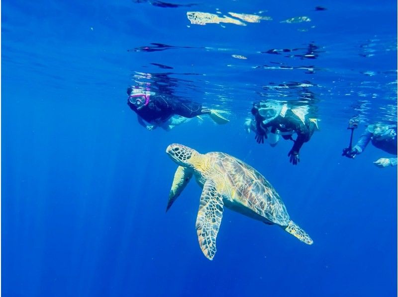 【沖縄・石垣島】６名限定！川平湾発！ボートに乗ってスポットまでたったの１０分！マンタ＆ウミガメにチャレンジしよう！！熱帯魚にもたくさん会えるの紹介画像