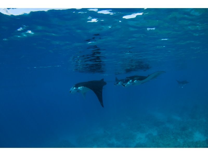 [Okinawa/Ishigaki Island] From Kabira Bay! It only takes 10 minutes to get to the spot by boat! Let's go see the manta rays that are in great condition this season!の紹介画像