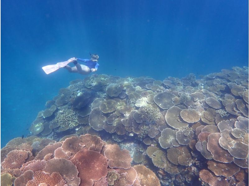 [Okinawa, Ishigaki Island] Limited to 6 people! Departing from Kabira Bay! Just 10 minutes by boat to the spot! Try to see manta rays and sea turtles! You can also see lots of tropical fishの紹介画像