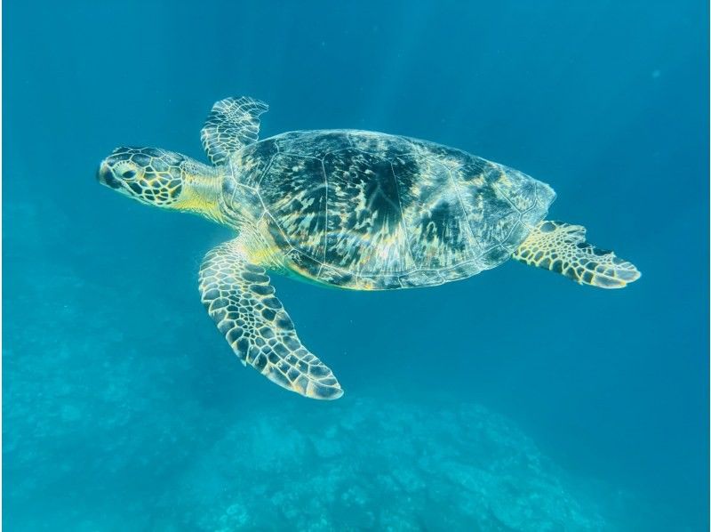 【沖縄・石垣島】６名限定！川平湾発！ボートに乗ってスポットまでたったの１０分！マンタ＆ウミガメにチャレンジしよう！！熱帯魚にもたくさん会えるの紹介画像