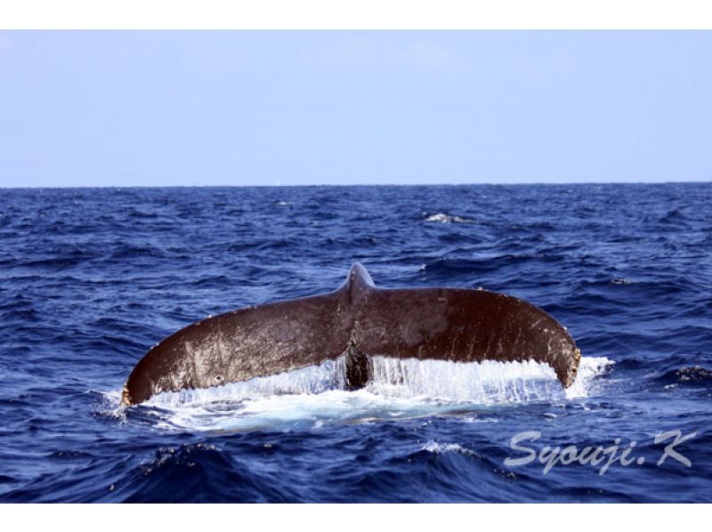 【夏休みの自由研究に！】小学校3～6年生向け。オンライン講座『くじら博士になろう！』沖縄・座間味　クジラの事を知りたい人この指と～まれ✌の紹介画像