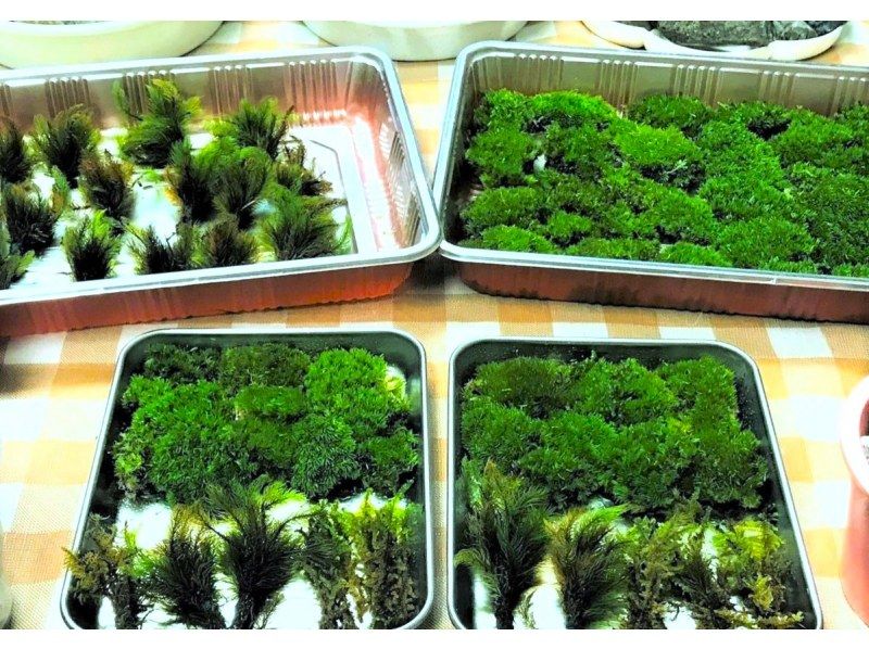 【新宿☆苔テラリウム】スマートな硝子瓶で創る！苔テラリウム1個☆当日も受付しております！の紹介画像