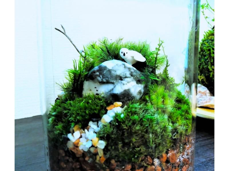 【新宿☆苔テラリウム】スマートな硝子瓶で創る！苔テラリウム1個☆当日も受付しております！の紹介画像