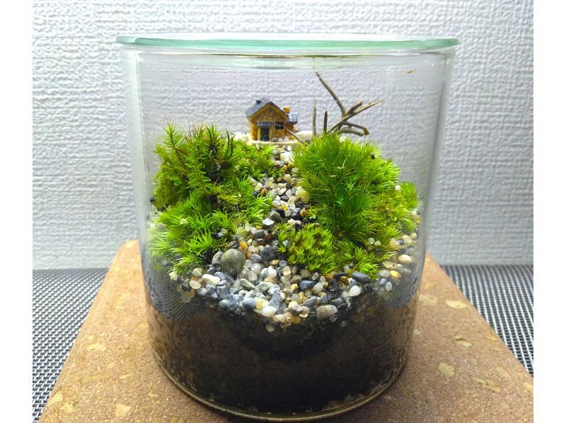 【新宿☆苔テラリウム】スマートな硝子瓶で創る☆苔テラリウムの紹介画像
