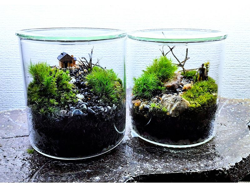 【新宿☆苔テラリウム】スマートな硝子瓶で創る！苔テラリウム1個☆当日も受付しております！の紹介画像