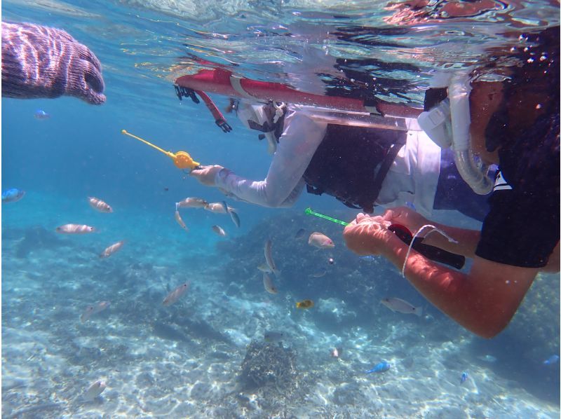 SALE! Sure to be a hit with adults too ☆ Snorkel fishing tour [Miyakojima, private tour for one group]の紹介画像