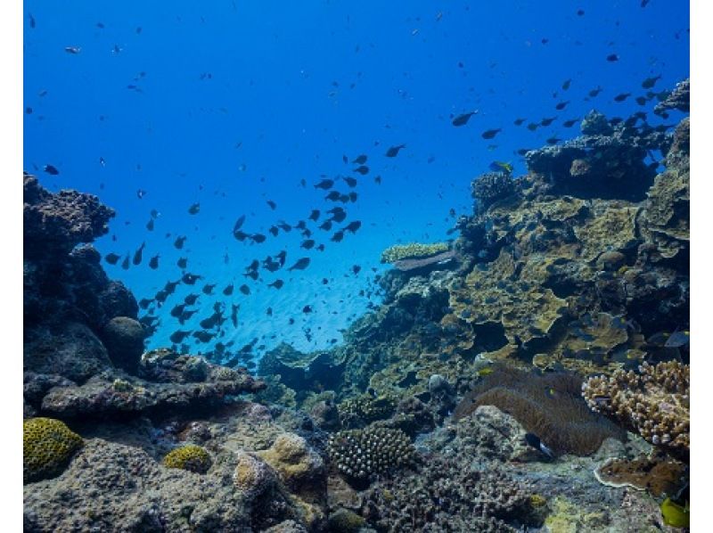 奄美大島・中心部発】綺麗なサンゴとお魚がいっぱい！大人気のビーチツアー！SUP貸出やGopro撮影も無料！ | アクティビティジャパン