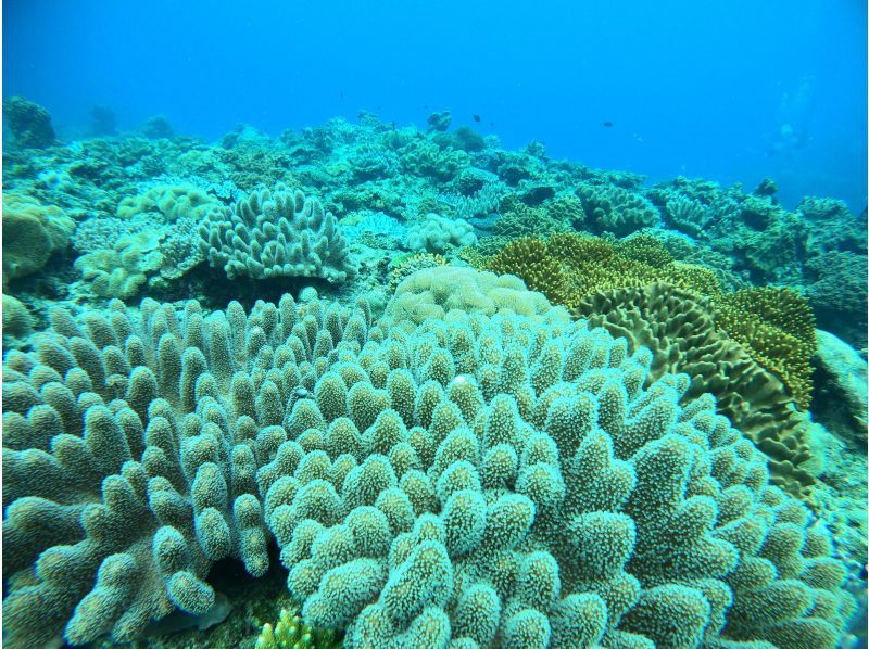 오키나와 본섬 모토부쵸 "체험"비치 다이빙 1 다이브에서 | 화려한 산호와 열대어로 둘러싸여 감동의 다이빙 체험 ✨ 사진도 동영상도 몇 장이라도 무료!の紹介画像