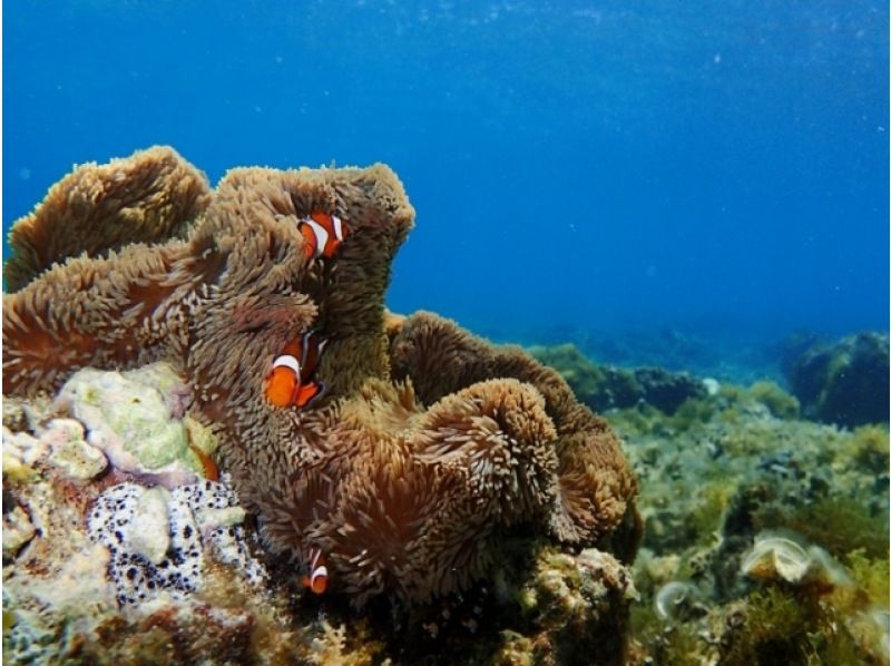 [Ishigaki Island & Taketomi Island / 1 day] Landing on the phantom island & snorkeling & sightseeing on Taketomi Island ★ Enjoy two remote islands for half a day each! Equipment rental / Free photo data [Student discount plan]の紹介画像