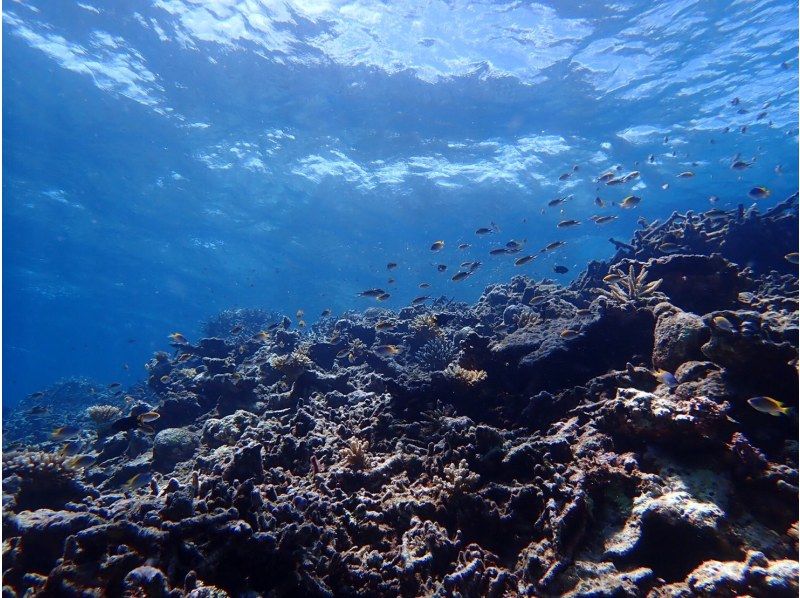 【石垣島＆竹富島/1日】幻の島上陸&シュノーケリング&竹富島観光★2つの離島を楽しむ★【地域クーポン対象】スーパーサマーセール実施中！の紹介画像