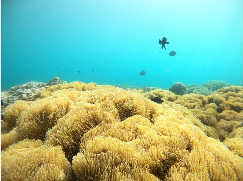 เกาะหลักของโอกินาว่า Chatan Town "สนุก" ดำน้ำบนชายหาดตั้งแต่ 1 ไดฟ์ | ประทับใจกับปลาเขตร้อนและสวนดอกไม้ปะการัง ✨ มือใหม่และนักดำน้ำเปล่าก็โอเค ✨ รูปภาพและวิดีโอจำนวนเท่าใดก็ได้ฟรีの紹介画像