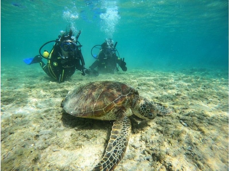 DIVING SHOP OCEAN'S SEVENの割引プラン