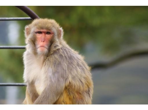 Hisスーパーサマーセール実施中 えいごでどうぶつえん Let S Go To 京都市動物園 英語で学ぶリアルいきもの図鑑 アクティビティジャパン