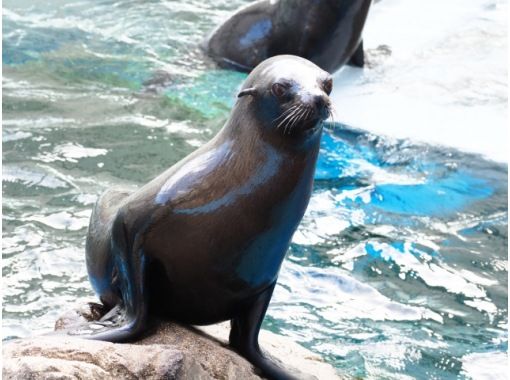 えいごですいぞくかん Let S Go To 京都水族館 英語で学ぶリアルいきもの図鑑 アクティビティジャパン