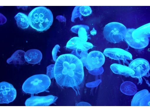 Hisスーパーサマーセール実施中 えいごですいぞくかん Let S Go To 京都水族館 英語で学ぶリアルいきもの図鑑 Activityjapan