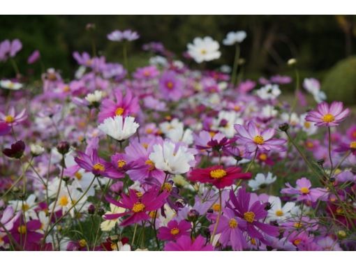 えいごでしょくぶつえん Let S Go To 京都府立植物園 英語で学ぶリアルくさばな図鑑 アクティビティジャパン