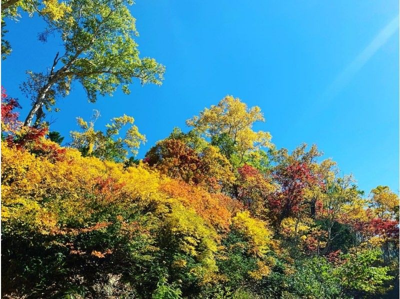 [Hokkaido / Sounkyo] Daisetsu Kogen Onsen Swamp Tour with a Professional Guide Autumn Leaves Trekking Tourの紹介画像