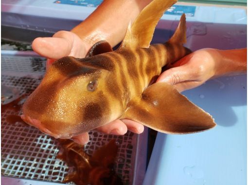 千葉 館山 猫サメくん入荷 新鮮なアジ釣りが楽しめる釣堀 釣ったアジをその場で焼いて食べれる体験 アクティビティジャパン 千葉 館山 猫サメくん入荷 新鮮なアジ釣りが楽しめる釣堀 釣ったアジをその場で焼いて食べれる体験 アクティビティジャパン