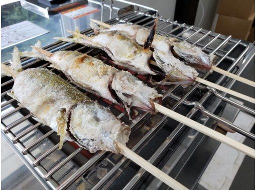 千葉 館山 猫サメくん入荷 新鮮なアジ釣りが楽しめる釣堀 釣ったアジをその場で焼いて食べれる体験 アクティビティジャパン