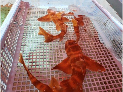 アクアワールド大洗 6 サメ 種類色いろ 飼育数日本一 危険なサメは1割ほど 大洗 茨城県 の旅行記 ブログ By マキタン2さん フォートラベル