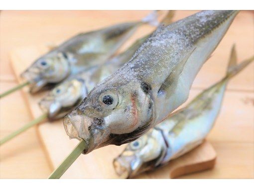 千葉 館山 猫サメくん入荷 新鮮なアジ釣りが楽しめる釣堀 釣ったアジをその場で焼いて食べれる体験 アクティビティジャパン