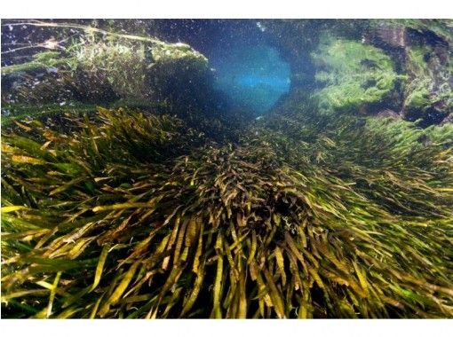 熊本 天草 泉水 淡水深潛 Am Pm半天計劃 Activityjapan 熊本 天草 泉水 淡水深潛 Am Pm半天計劃 Activityjapan