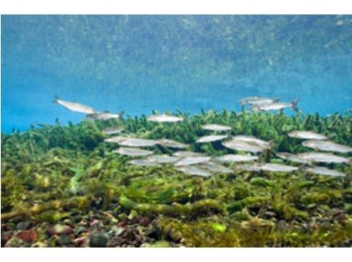 熊本 天草 泉水 淡水深潛 Am Pm半天計劃 Activityjapan 熊本 天草 泉水 淡水深潛 Am Pm半天計劃 Activityjapan