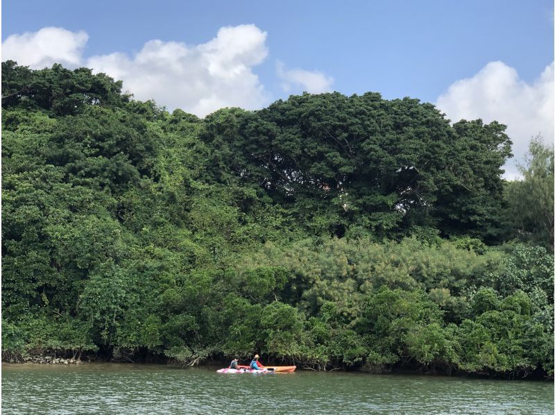 SALE《Mangrove Kayaking》Reservations accepted on the day★ Beginners are welcome! Enjoy a comfortable time in a new facility! Hot showers and hair dryers available! Free photo data giftの紹介画像