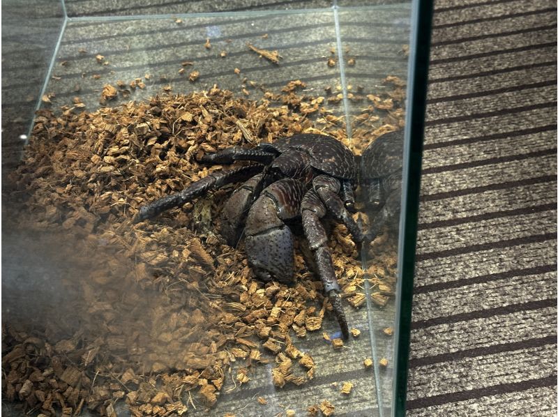 SALE！《マングローブカヤック》雨天催行！当日予約OK★初心者でも安心！新施設で快適時間！温水シャワー、ドライヤー完備！写真データ無料！の紹介画像