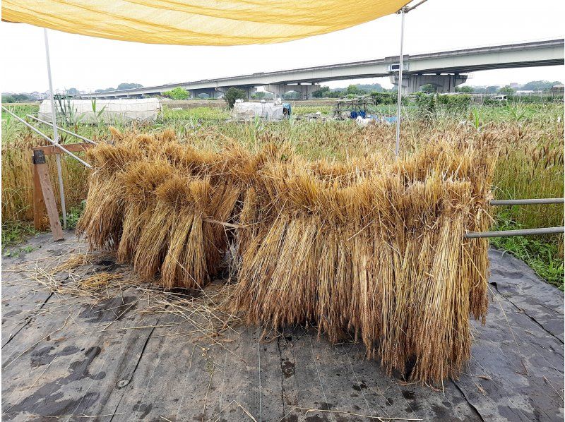 [Saitama City, Saitama Prefecture] Countryside that can be reached in an hour from the city center Noodles made from fresh wheat hunted this year !! [Ramen]の紹介画像