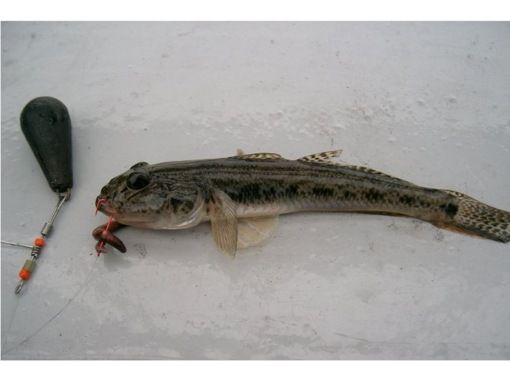 東京 江東区 大きな橋の下で超絶面白いハゼ釣り体験と棲息調査に参加 3歳からok アクティビティジャパン