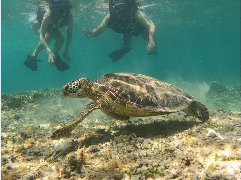 SALE！奄美大島【当日予約可能】シュノーケリング（60分）【GoPro水中撮影・ドローン空撮】口コミ投稿で写真無料プレゼントの紹介画像