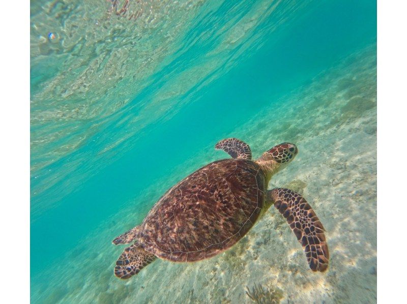 奄美大島【当日予約可能】シュノーケリング（60分）【GoPro水中撮影・ドローン空撮】★口コミ投稿で撮影データ無料プレゼント★の紹介画像