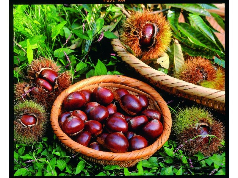 【大分・佐伯市】1組限定【1泊2日】夏の藤河内渓谷「焚火野営・沢滑り/飛込み/泳ぎ」(3食/ｺｰﾋｰ./おやつ/♨️付)【装備無料】7～9月の紹介画像