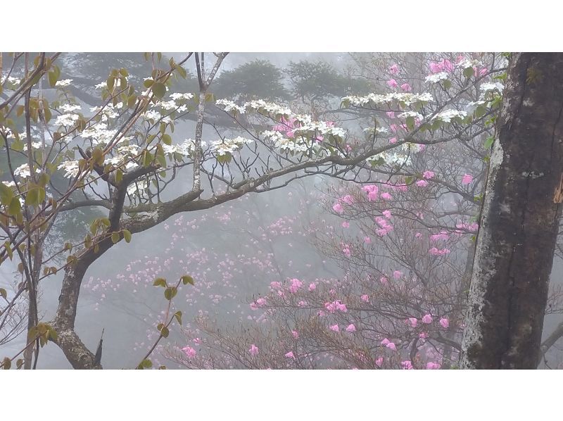 【大分・佐伯市】1組限定「九州百名山/夏木山1386mｱｹﾎﾞﾉﾂﾂｼﾞ観賞登山」【日帰り♨️有】(弁当/ｺｰﾋｰ/おやつ付)【子供参加可】の紹介画像