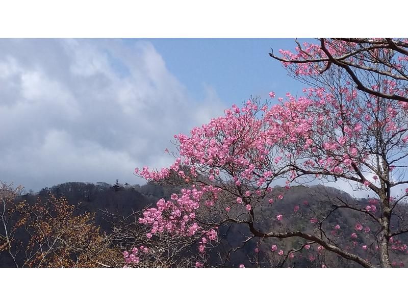 【大分・佐伯市】一組限定!「春の九州山地/夏木山1386m」【日帰り】アケボノツツジ観賞登山(弁当/温泉/コーヒー・おやつ付)