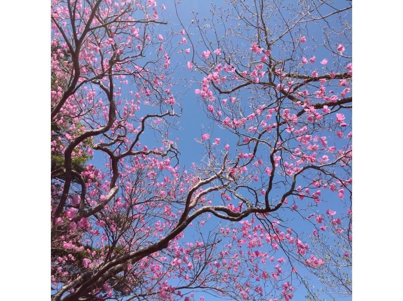 【大分・佐伯市】1組限定「九州百名山/夏木山1386mｱｹﾎﾞﾉﾂﾂｼﾞ観賞登山」【日帰り♨️有】(弁当/ｺｰﾋｰ/おやつ付)【子供参加可】の紹介画像