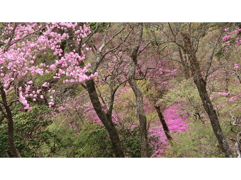 【大分・佐伯市】一組限定!「春の九州山地/夏木山1386m」【日帰り】アケボノツツジ観賞登山(弁当/温泉/コーヒー・おやつ付)