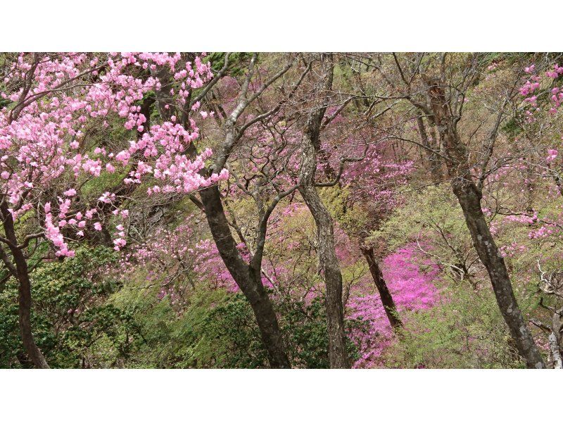 【大分・佐伯市】1組限定「九州百名山/夏木山1386mｱｹﾎﾞﾉﾂﾂｼﾞ観賞登山」【日帰り♨️有】(弁当/ｺｰﾋｰ/おやつ付)【子供参加可】の紹介画像