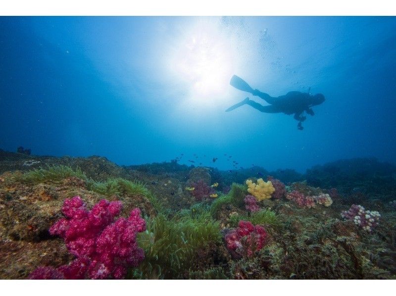 [德岛·日本Kazusa】经验深潜（海滩点）の紹介画像