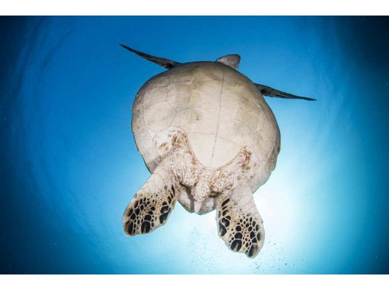 [From Yokohama] [Shizuoka/Higashiizu area] Recommended for customers with little experience who have obtained a license! 2 beach fun divingの紹介画像