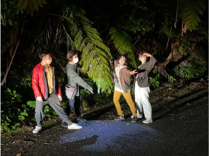 奄美大島【当日予約可能】原生林で野生動物ナイトツアー（120分）※口コミ投稿で撮影データ無料プレゼント※お一人様歓迎！！の紹介画像