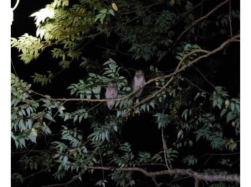 奄美の夜は 世界遺産 東洋のガラパゴスで 原生林ジャングルナイトツアー アマミノクロウサギ ハブ アマミイシカワガエル等の野生生物見学体験 アクティビティジャパン