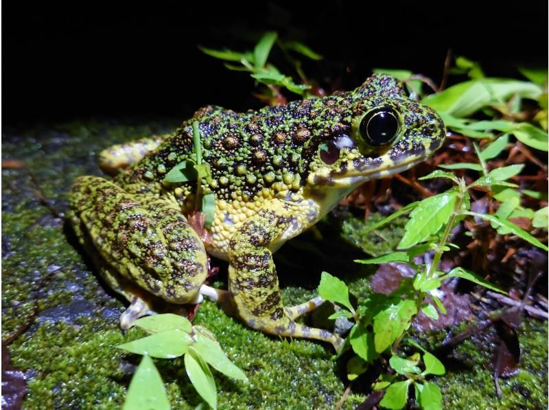 【当日予約可能】原生林で野生動物ジャングルナイトツアー（９０分）の紹介画像