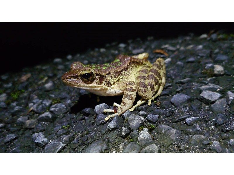 奄美大島【当日予約可能】原生林で野生動物ナイトツアー（120分）※口コミ投稿で撮影データ無料プレゼント※お一人様歓迎！！の紹介画像