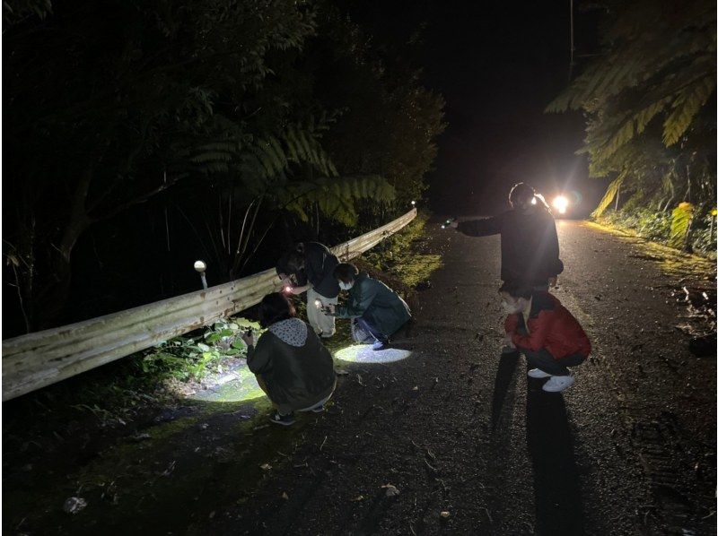 奄美之夜...世界遗产、东方加拉帕戈斯、原始森林丛林夜游☆奄美兔、枢纽、奄美石川蛙等野生动物游体验の紹介画像