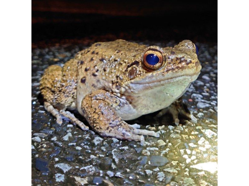 奄美大島【当日予約可能】原生林で野生動物ナイトツアー（120分）※口コミ投稿で撮影データ無料プレゼント※お一人様歓迎！！の紹介画像